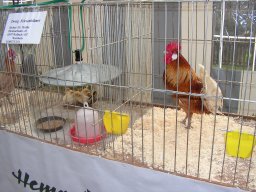 kuekenschau07_09