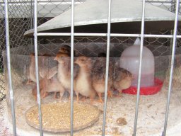 kuekenschau07_11
