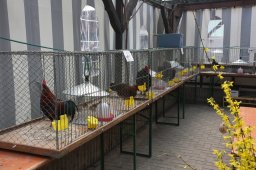 kuekenschau09_08
