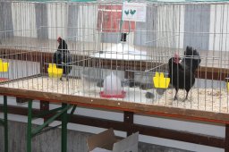 kuekenschau09_10