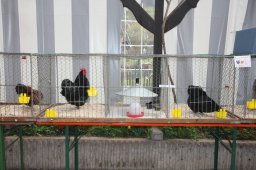 kuekenschau09_11