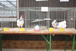 kuekenschau09_13