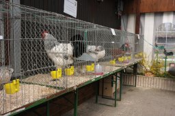 kuekenschau09_16