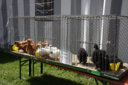 kuekenschau2011-01