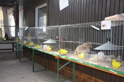 kuekenschau2011-03