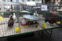kuekenschau2011-04