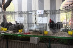 kuekenschau2011-06
