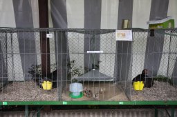 kuekenschau2011-11