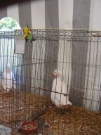 lokalschau06_10