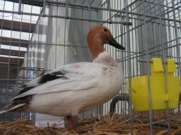 lokalschau06_17