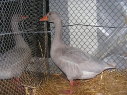 lokalschau06_22