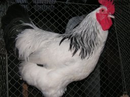 lokalschau06_24