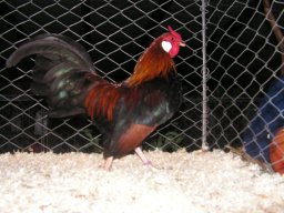lokalschau06_27