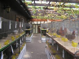 lokalschau06_31
