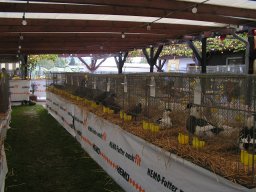 lokalschau06_37