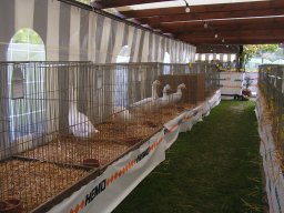 lokalschau06_38