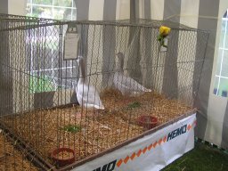 lokalschau06_39