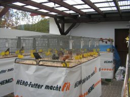 lokalschau06_47
