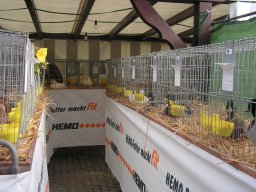 lokalschau06_48
