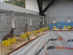 lokalschau06_50