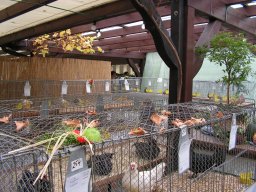 lokalschau2008_03