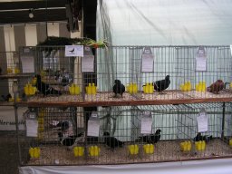 lokalschau2008_04