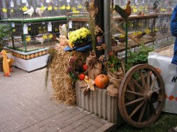 lokalschau2008_05