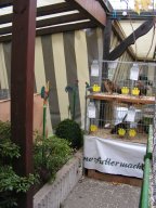 lokalschau2008_11