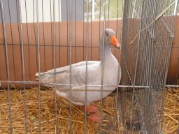 lokalschau2008_12