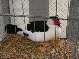lokalschau2008_14
