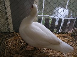 lokalschau2008_17
