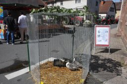 Hochbrutflugenten