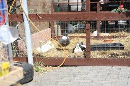 bartholomaeusmarkt_2015_07