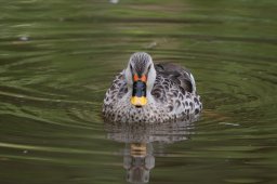 Fleckschnabelente