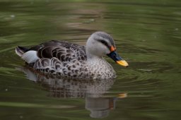 Fleckschnabelente