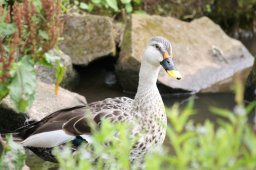 Fleckschnabelente